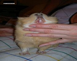 Meerschweinchen - Struppi