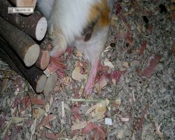 Meerschweinchen - Struppi