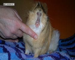 Meerschweinchen - Struppi