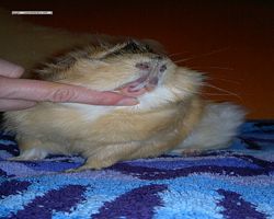 Meerschweinchen - Struppi