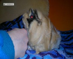 Meerschweinchen - Struppi