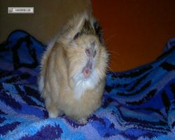 Meerschweinchen - Struppi