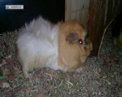 Meerschweinchen - Struppi