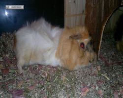 Meerschweinchen - Struppi