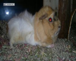 Meerschweinchen - Struppi