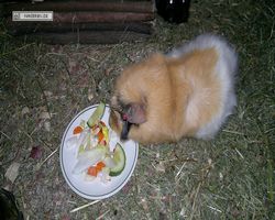 Meerschweinchen - Struppi