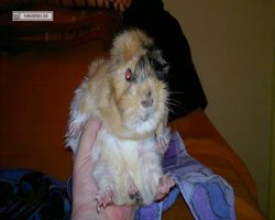 Meerschweinchen - Struppi