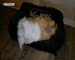 Meerschweinchen - Struppi