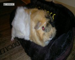 Meerschweinchen - Struppi