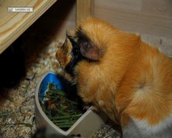 Meerschweinchen - Struppi