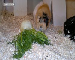 Meerschweinchen - Struppi