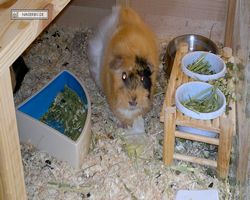 Meerschweinchen - Struppi