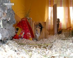 Meerschweinchen - Struppi