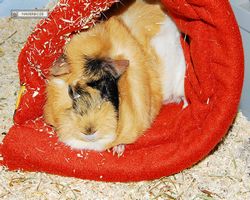 Meerschweinchen - Struppi