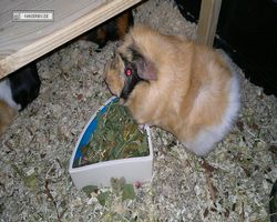 Meerschweinchen - Struppi