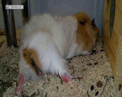 Meerschweinchen - Struppi