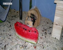 Meerschweinchen - Struppi