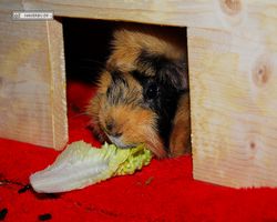 Meerschweinchen - Struppi