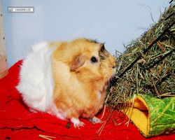 Meerschweinchen - Struppi