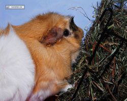 Meerschweinchen - Struppi