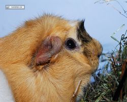 Meerschweinchen - Struppi