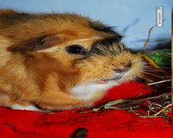 Meerschweinchen - Struppi