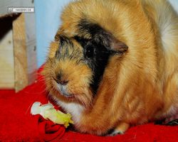 Meerschweinchen - Struppi