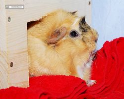 Meerschweinchen - Struppi