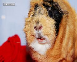 Meerschweinchen - Struppi