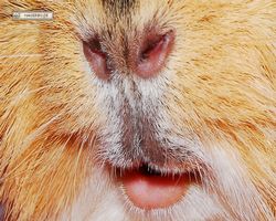 Meerschweinchen - Struppi
