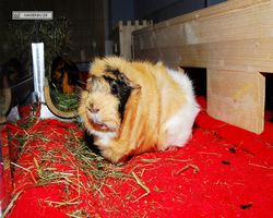 Meerschweinchen - Struppi