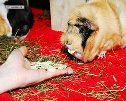 Meerschweinchen - Struppi