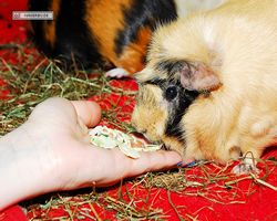 Meerschweinchen - Struppi