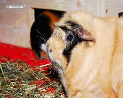Meerschweinchen - Struppi