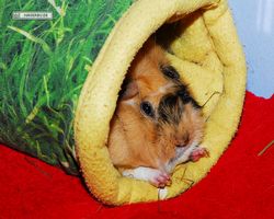 Meerschweinchen - Struppi