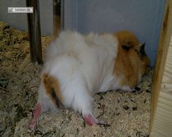 Meerschweinchen - Struppi