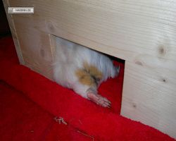 Meerschweinchen - Struppi