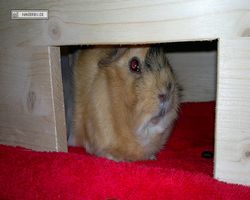 Meerschweinchen - Struppi