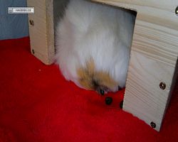 Meerschweinchen - Struppi