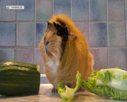 Meerschweinchen - Struppi