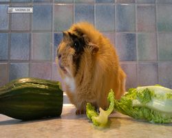 Meerschweinchen - Struppi