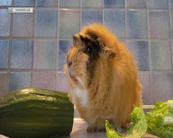 Meerschweinchen - Struppi