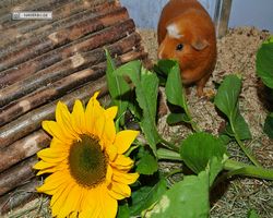 Meerschweinchen - Susi