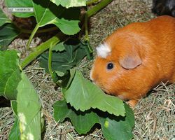 Meerschweinchen - Susi
