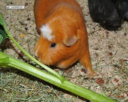 Meerschweinchen - Susi