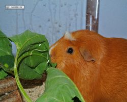 Meerschweinchen - Susi