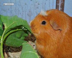 Meerschweinchen - Susi