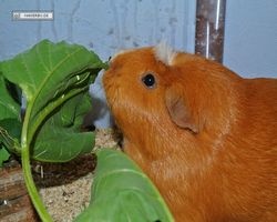 Meerschweinchen - Susi