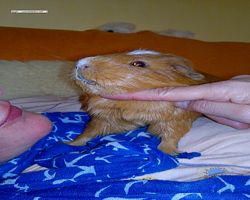 Meerschweinchen - Susi