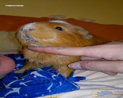 Meerschweinchen - Susi